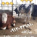 فروش ۶۰راس گوساله دورگ محلی