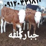 فروش ۶۰راس گوساله دورگ محلی