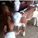 فروش انواع گوساله اصیل