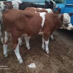 فروش انواع گوساله اصیل