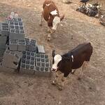 فروش انواع گوساله اصیل