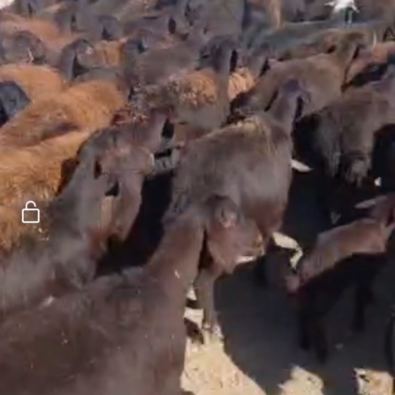 فروش گوسفند قزل افشاری