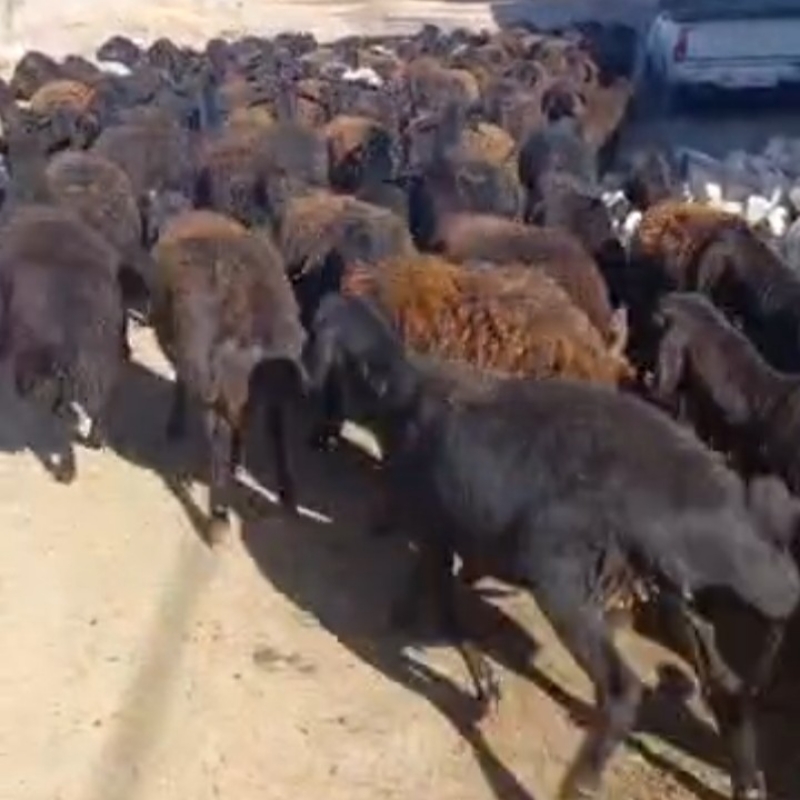 فروش گوسفند قزل افشاری